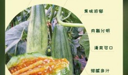 网红吃瓜集合,揭秘娱乐圈幕后故事